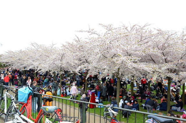 Sakura Festival