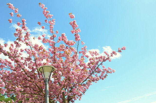 Vollsmose Japanske Kirsebærtræer